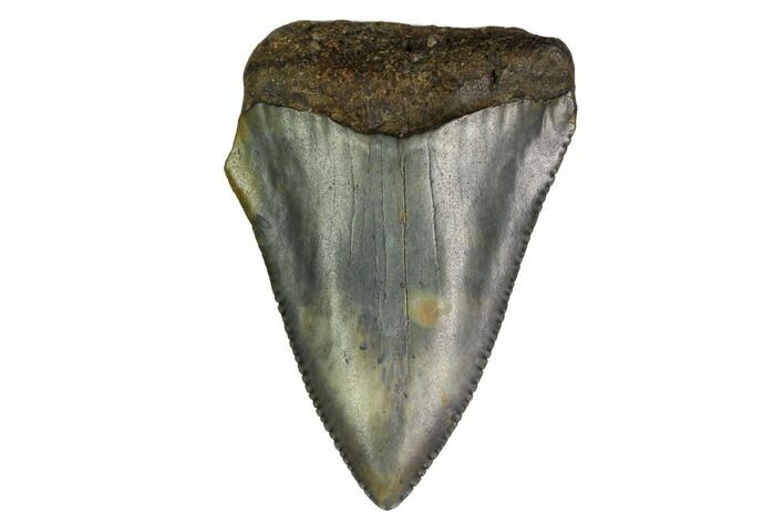 Serrated, Fossil Great White Shark Tooth - North Carolina #166964